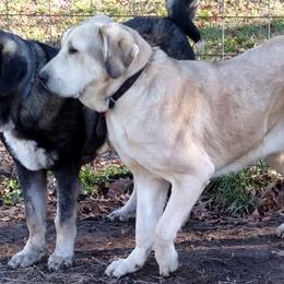 Spanish Mastiffs from Manzinita Farm Spanish Mastiffs