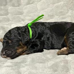 3 or Three - Phantom male Poodle puppy in Travelers Rest, South Carolina from Cotton Top