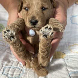 Goldendoodle Puppies from Cassie Farms