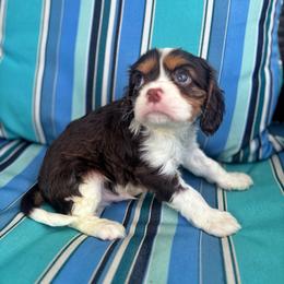 Benedict - Tri-color male Cavalier King Charles Spaniel puppy in Avalon Beach, Florida from Cavaliers of Avalon