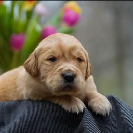 Fern - Golden male Golden Retriever puppy in Saint Joe, Indiana from Golden Acres Farm