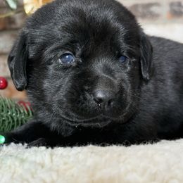 Holly - Black female Labrador Retriever puppy in Dixon, California from Rosslyn Labradors (Rose-Line)
