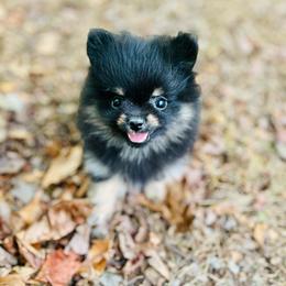 Chalupa - Black and tan male Pomeranian puppy in Buck Valley, Pennsylvania from Buck Valley Pomeranians