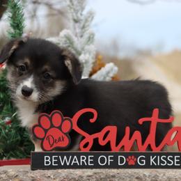 Grizzly - Black and tan male Pembroke Welsh Corgi puppy in Pollock, Missouri from Northstar