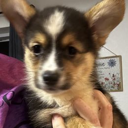 Pembroke Welsh Corgi Puppies from Promise Land Farm