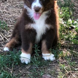 Australian Shepherd Puppies from Coleman's Natural Bridge Aussies