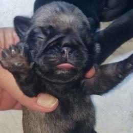Boy 2 - Fawn male Pug puppy in Gadsden, Alabama from Carla's Pugs