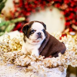 Frosty - White male Pug puppy in Placerville, California from Gold Leaf Farm Pugs