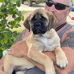 Mastiff Puppies from Lisa Armstrong