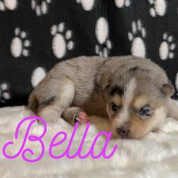 Bella - Merle female Pomsky puppy in Battle Creek, Michigan from T-Rose’s Bernedoodle & Pomsky Puppies
