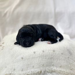 Pumpkin - Black female Labradoodle puppy in Newark, Ohio from Raising Doodles