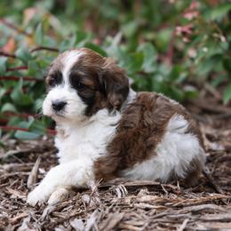 Barney - Red male Whoodle puppy in West Bend, Iowa from Blue Skies Terriers