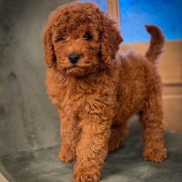Sweet Boy 3250 Free Delivery - Red  male Goldendoodle puppy in Mayfield, Utah from Ruff Country Doodles
