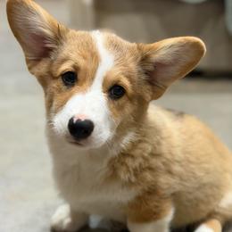 Raja - Sable male Pembroke Welsh Corgi puppy in Millsap, Texas from Punchy Pembroke Ranch