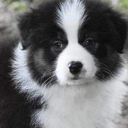 Bunny - Black tri-color female Australian Shepherd puppy in Easton, Missouri from MMA Kennel