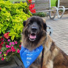 Aspen - Leonberger