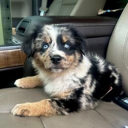 Miniature Australian Shepherd, Pembroke Welsh Corgi, and Toy Australian Shepherd Puppies from Triple J Aussies and Corgis