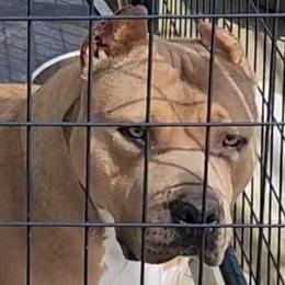 Kylie - American Staffordshire Terrier