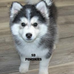 Pomsky Puppies from SD Pomskies