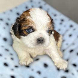 AKC-Oreo - Tricolor male Shih Tzu puppy in Charlotte, North Carolina from Judy's Shih Tzus