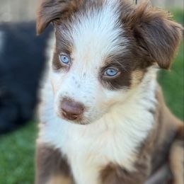 Jetty - Red tri-color male Australian Shepherd puppy in Ramona, California from Blue Moon Aussies