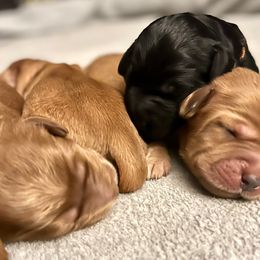 Australian Labradoodle Puppies from Lake Bay Labradoodles