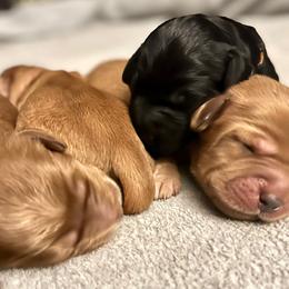 Australian Labradoodle Puppies from Lake Bay Labradoodles