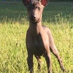 Chihuahuas from Blanch-O Kennels