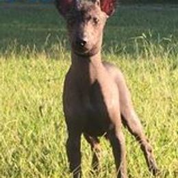 Chihuahuas from Blanch-O Kennels