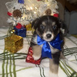 Black tri - Black tri male Miniature Australian Shepherd puppy in Graham, North Carolina from Thompson Farm Mini Aussies