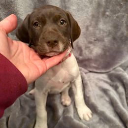 Pearl - (Girl 1- Pink) - Liver and white female German Shorthaired Pointer puppy in Keller, Texas from Jerri Ford