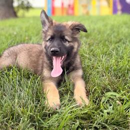 Blue collar male - Sable male German Shepherd puppy in Osco, Illinois from Sonnenhügel Kennel, LLC