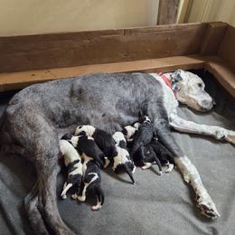 Rachel - Black and white female Sheepadoodle puppy in Weatherford, Texas from Oodles of poodles and doodles