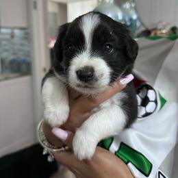 Ace - Black tri male Miniature Australian Shepherd puppy in Town 'N' Country, Florida from House of Miniature Aussies