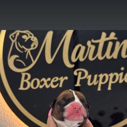 Girl 2 - Fawn female Boxer puppy in Orlando, Florida from Martinez AKC Boxers of Central Florida