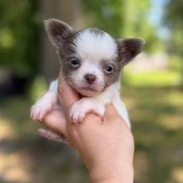 Astro - White male Chihuahua puppy in Holt, Michigan from My Crzy Chihuahuas