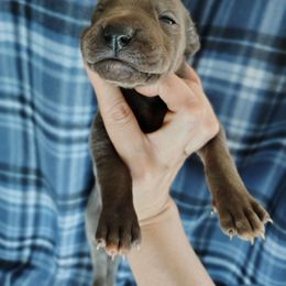 Otis - Blue male Great Dane puppy in Marshall, Michigan from Dream K9