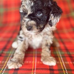 Cockapoo and Goldendoodle Puppies from Jax Doodles