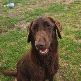Al (ALADDIN) - Chocolate male Labrador Retriever puppy in Hamilton, Mississippi from Keller's Retrievers