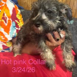 Swirl ( dark pink collar) - Salt and pepper female Miniature Schnauzer puppy in Chicago, Illinois from Cuddly Cutts Pets