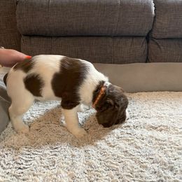 English Springer Spaniel Puppies from Timothy Naylor