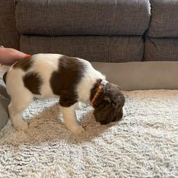 English Springer Spaniel Puppies from Timothy Naylor