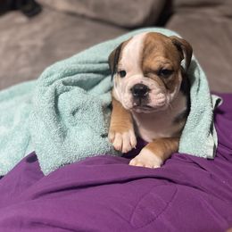 Bulldog Puppies from Shelby's English Bulldogs