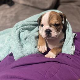 Bulldog Puppies from Shelby's English Bulldogs