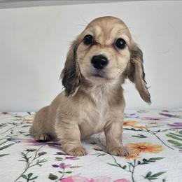 Shaded cream female 1 - Cream female Dachshund puppy in Belle Rive, Illinois from Akin's Miniature Dachshunds, LLC