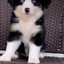 Miniature Australian Shepherd Puppies from Ice Blue Aussies