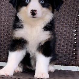 Miniature Australian Shepherd Puppies from Ice Blue Aussies