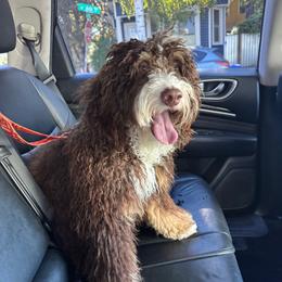 Cedar - Bernedoodle