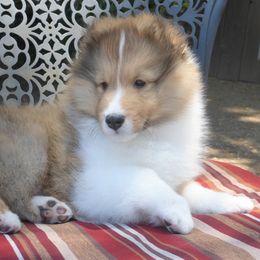 Shetland Sheepdog Puppies from Aratone