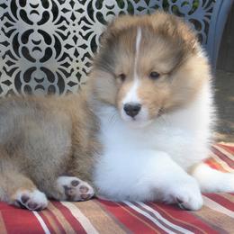 Shetland Sheepdog Puppies from Aratone